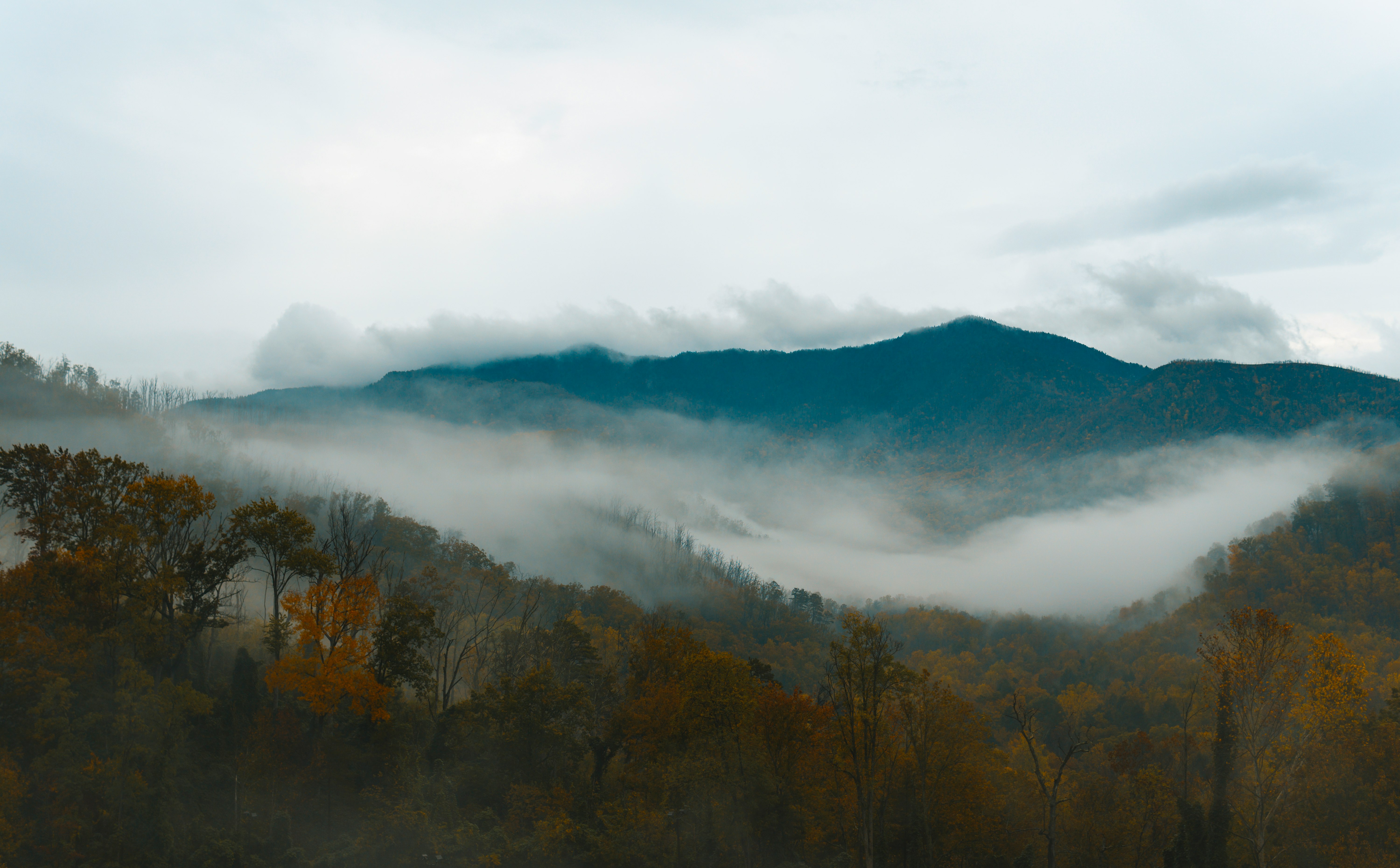 brown trees near mountain under white clouds during daytime